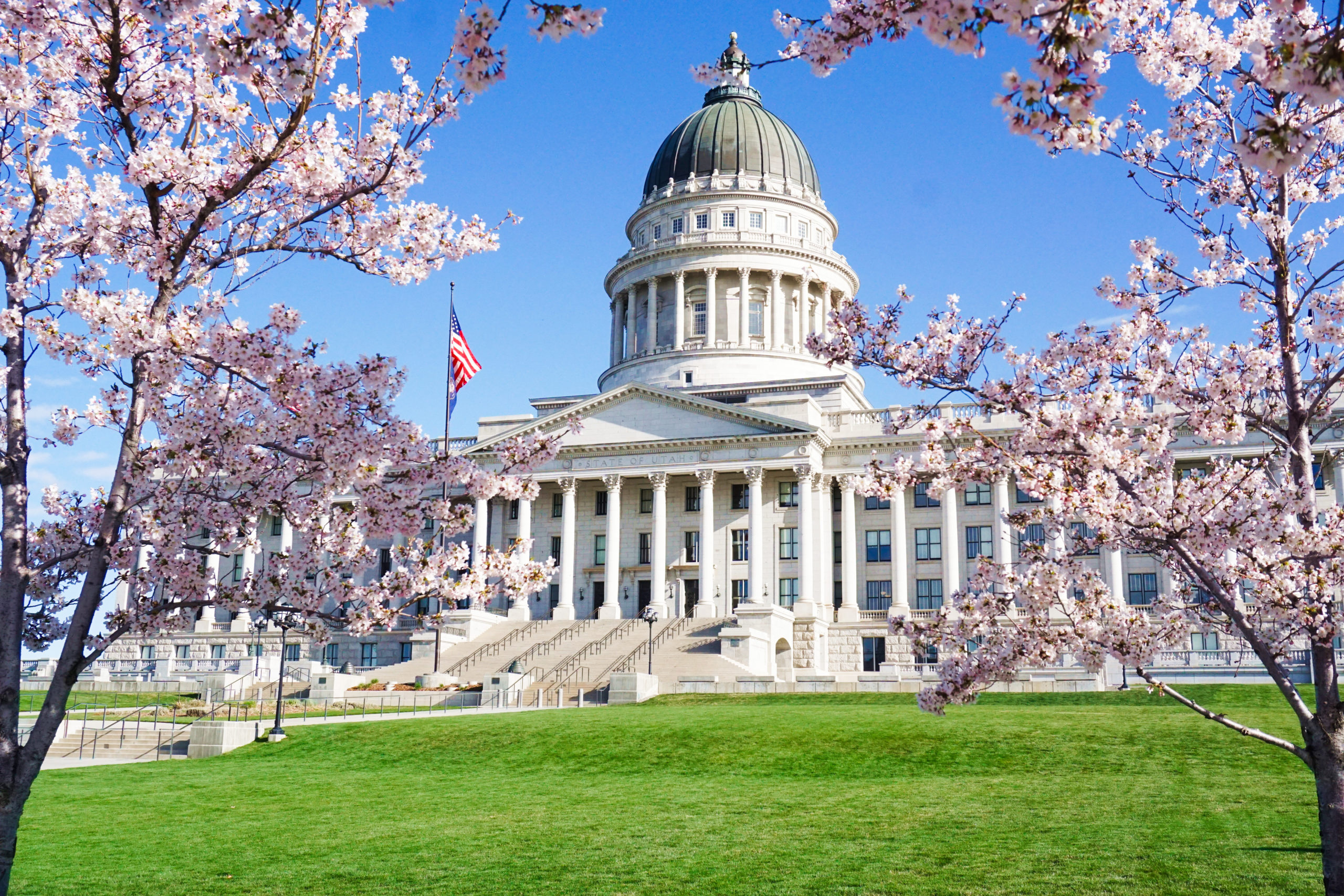 Utah State Capitol in with blossoming Yoshino cherry trees.